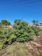 Vitex agnus-castus