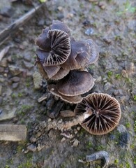 Psathyrella bipellis