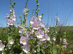 Alcea pallida