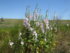 Alcea pallida