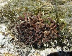 Syntrichia calcicola