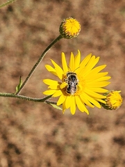 Apinae