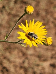 Apinae