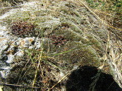 Syntrichia calcicola