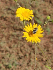 Apinae