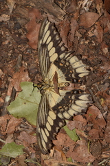 Papilio ornythion ornythion