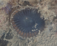 Myxicola