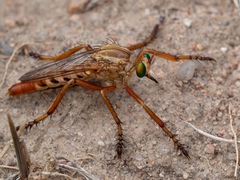 Diogmites angustipennis