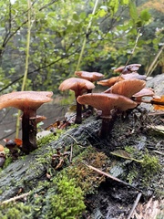 Armillaria