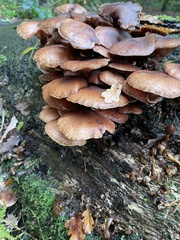 Armillaria