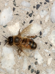Apis mellifera