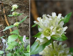 Gentiana burseri