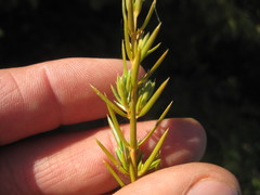 Juniperus communis communis