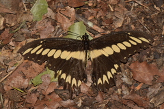 Papilio ornythion ornythion