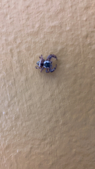 Paraphidippus aurantius