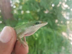 Anolis carolinensis