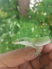 Anolis carolinensis