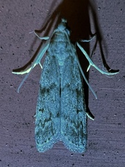 Vitula edmandsii