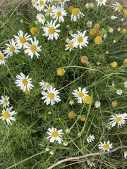 Tripleurospermum