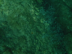 Macrorhynchia philippina