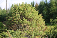 Juniperus communis communis