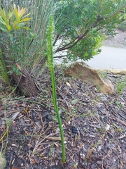 Microtis unifolia