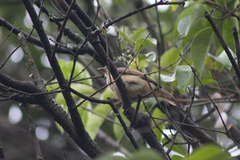 Pachyramphus aglaiae