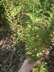 Nassella leucotricha