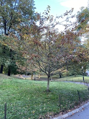 Crataegus phaenopyrum