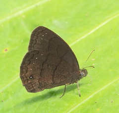 Forsterinaria proxima