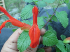 Salvia regla