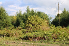 Juniperus communis communis