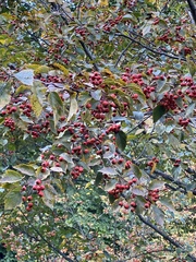 Crataegus phaenopyrum