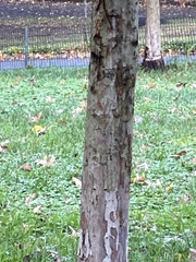 Crataegus phaenopyrum