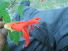 Salvia regla