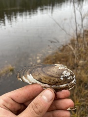 Pyganodon lacustris