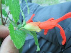 Salvia regla