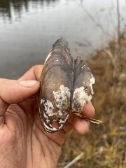 Pyganodon lacustris
