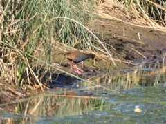 Pardirallus sanguinolentus
