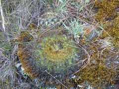 Matucana aurantiaca