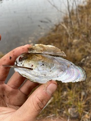 Pyganodon lacustris
