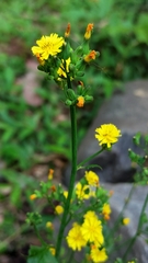 Asteraceae