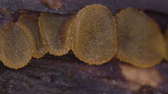 Ascobolus crenulatus