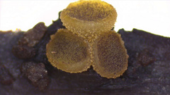 Ascobolus crenulatus