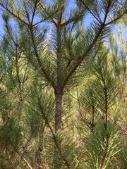 Pinus nigra salzmannii