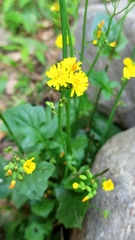 Asteraceae