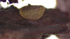 Ascobolus crenulatus