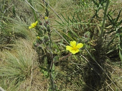 Potentilla recta pilosa