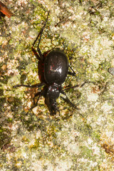 Cychrus italicus