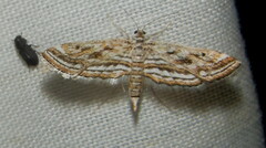 Parapoynx fluctuosalis